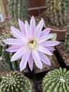 Echinopsis eyriesii